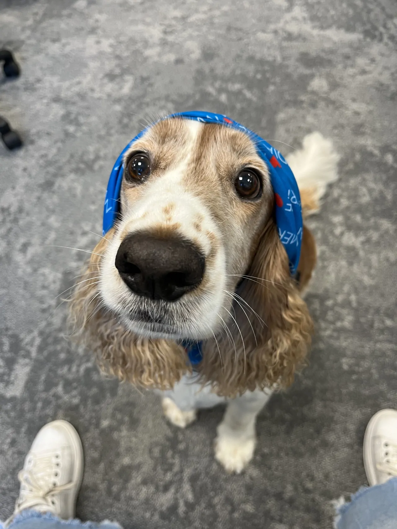 Welsh springer spaniel wearing Meridian branded headband 